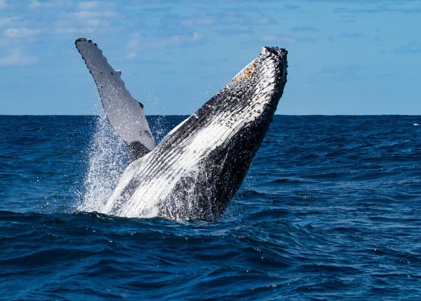 A humpback whale breaches the ocean's surface, sending spray of water into the air. A humpback whale breaches the ocean's surface, sending spray of water into the air.