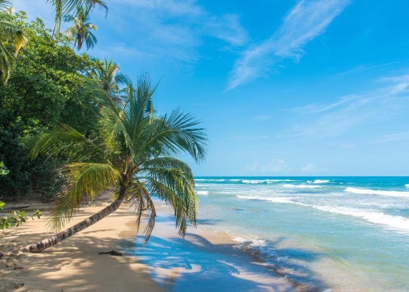 a beach in costa rica with a palm tree and jungle next to it a beach in costa rica with a palm tree and jungle next to it